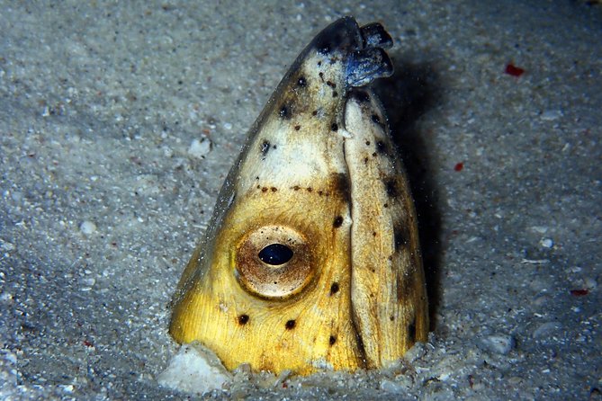 DiveGurus -Scuba Diving in Boracay - What the 2.5-hour outing feels like