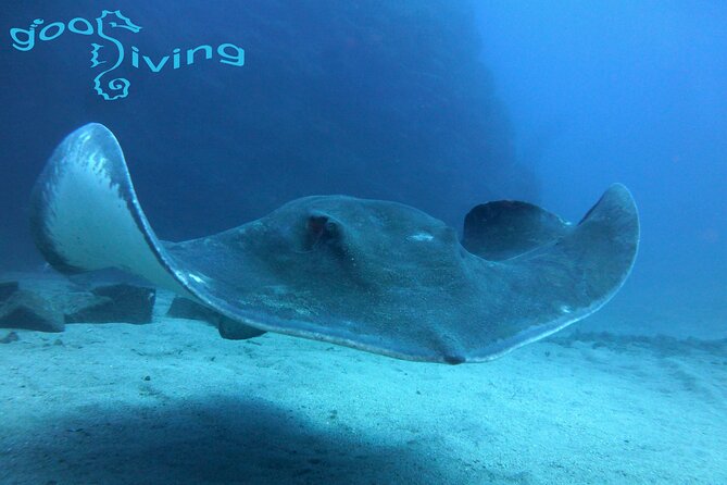 Dives Packages with Transfers in Tenerife - Key points before you book