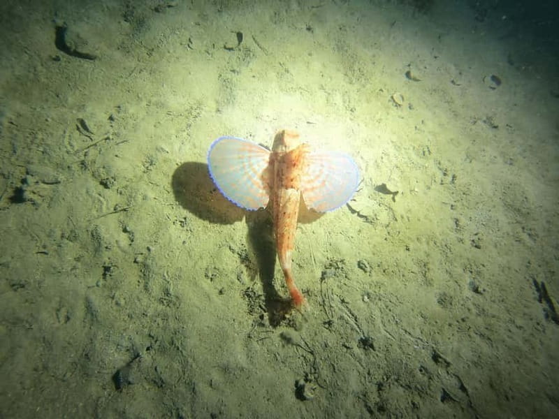 Diving - Key points to know before booking
