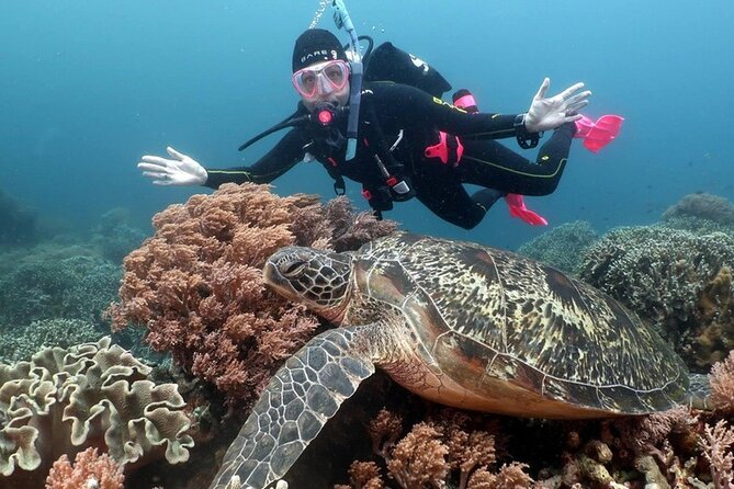 Diving And Snorkeling To Ras Mohamed And White Island By VIP Boat - A second chance to see the reef