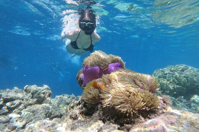 Diving And Snorkeling To Ras Mohamed And White Island By VIP Boat - The boat, crew, and overall service
