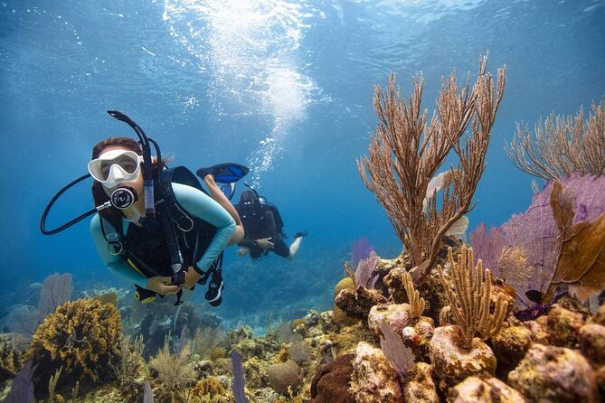 Diving And Snorkeling To Ras Mohamed And White Island By VIP Boat - Who should book this day trip?