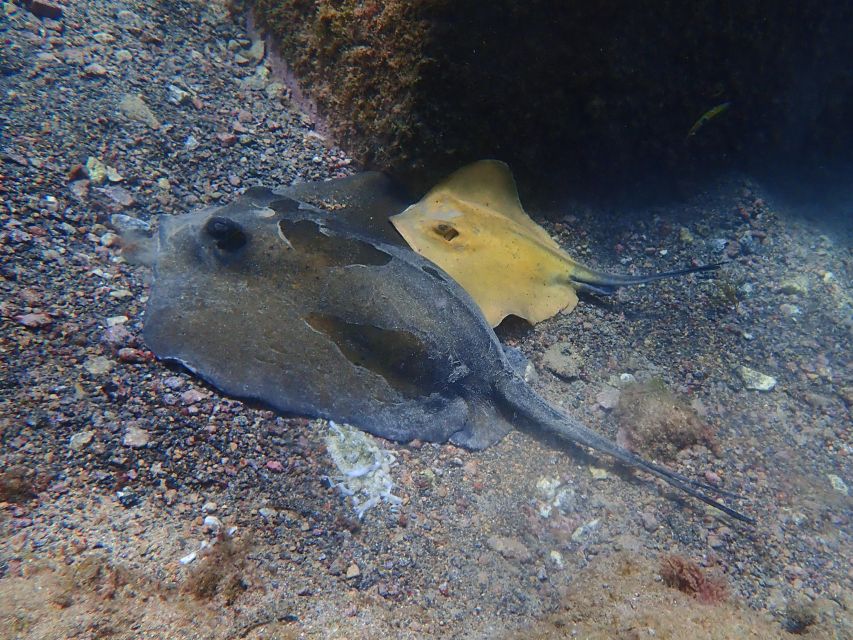 Diving at Lanzarote - 2 guided dives for certified divers - Quick points to know