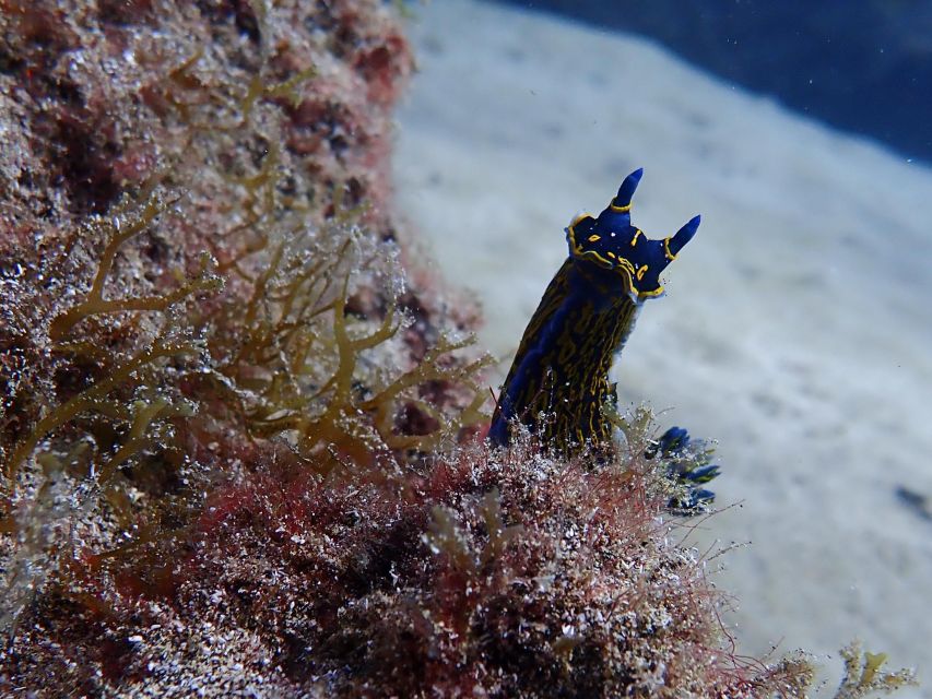 Diving at Lanzarote - 2 guided dives for certified divers - Why Lanzarote works so well underwater