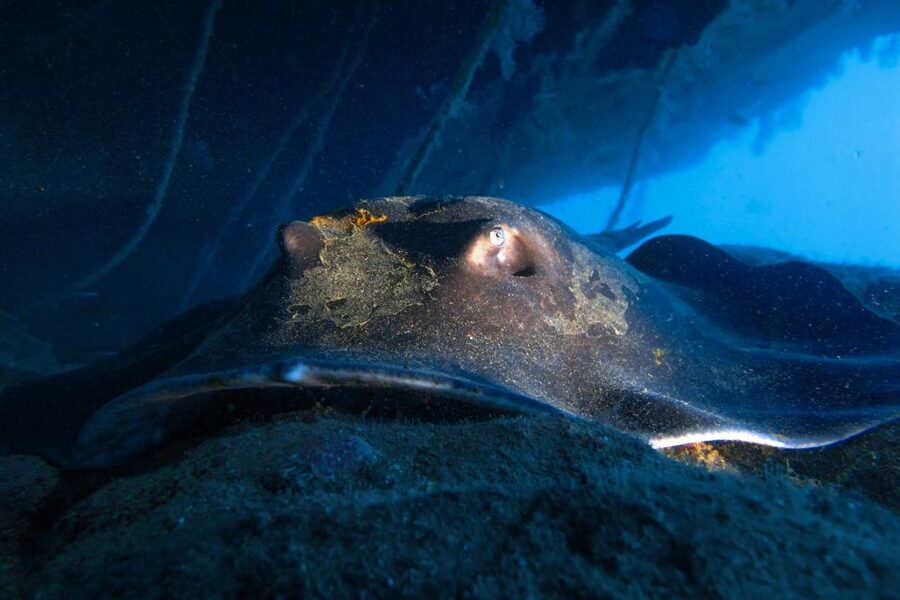 Diving at Lanzarote - 2 guided dives for certified divers - Two underwater sessions of 40 to 60 minutes