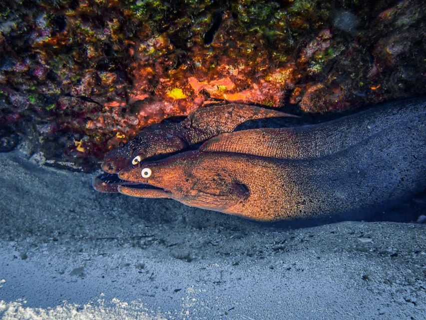 Diving at Lanzarote - 2 guided dives for certified divers - What you may see below the surface