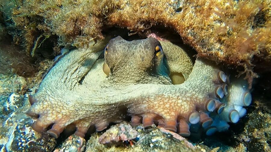 Diving at Lanzarote - 2 guided dives for certified divers - Is $94 good value?
