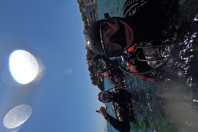 Diving at the Baia Submerged Park for certified divers - What you see below the surface