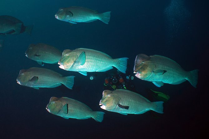 Diving at Tulamben Liberty Shipwreck 2 dives for certified divers - Key points at a glance