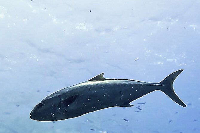 Diving baptism in the Montgrí Natural Park - Is $95.31 a fair price?