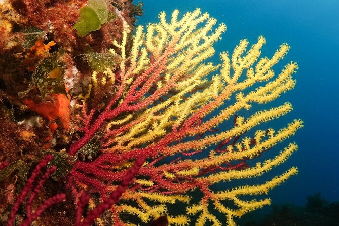 Diving baptism in the Montgrí Natural Park - What to bring and what not to expect