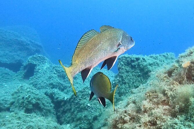 Diving baptism with cylinders (Introdive) at the Capo Carbonara Marine Protected Area - Equipment, instructions, and personal support