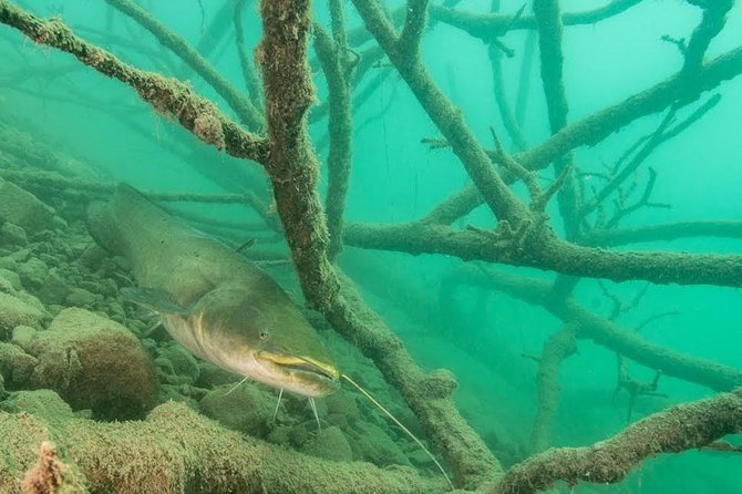 Diving Bled - Key points about scuba at Lake Bled