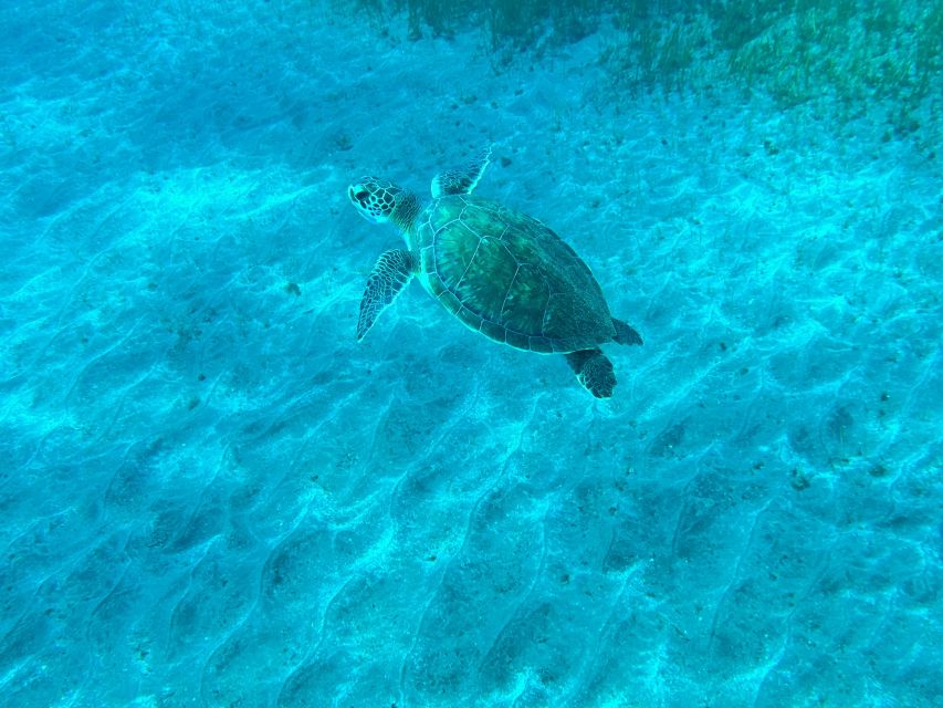 Diving course for beginners in turtle area Tenerife - Should you book this beginner course?
