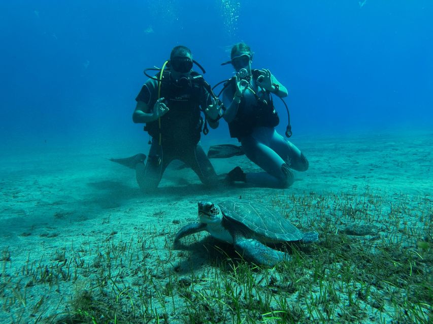 Diving course for beginners in turtle area Tenerife - Meeting the fish of Tenerife’s Atlantic coast