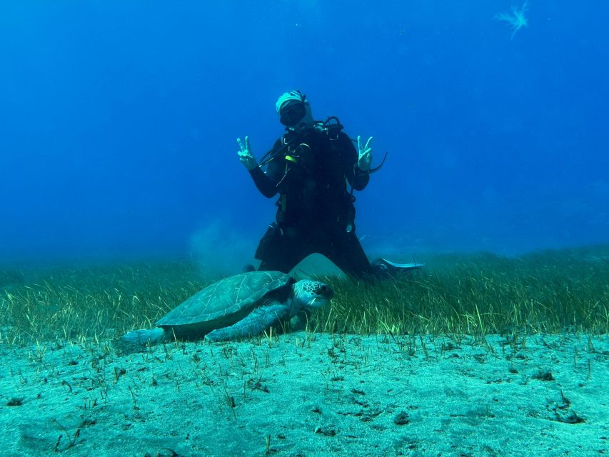 Diving course for beginners in turtle area Tenerife - Photos, videos, and the certification card