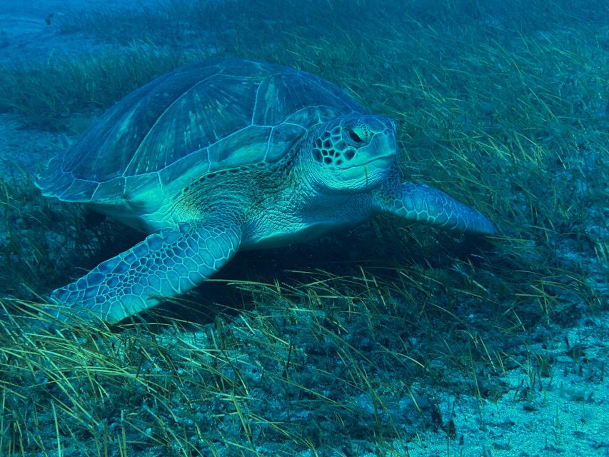 Diving course for beginners in turtle area Tenerife - Language, safety, and the limits of a first lesson