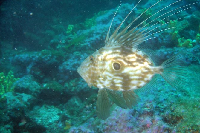 Diving day tour with 2 dives - Choosing Between Hvar, Brac, and the Makarska Riviera