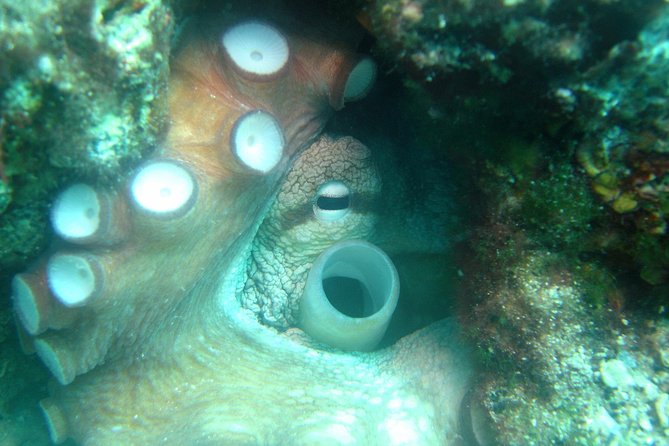 Diving day tour with 2 dives - The First Underwater Session and the Surface Break