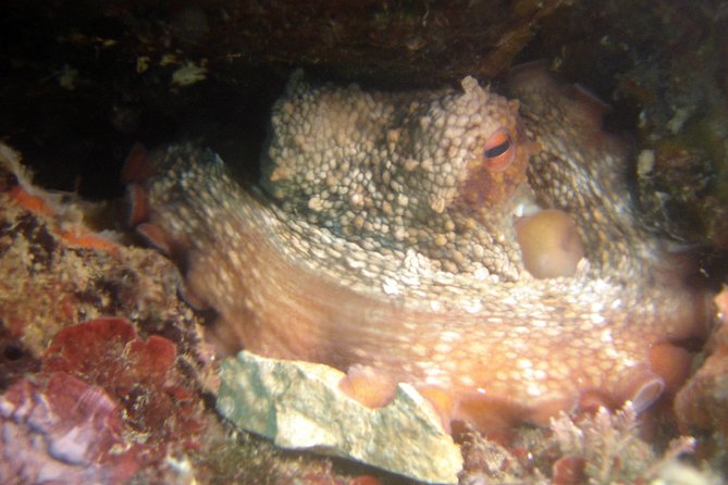 Diving day tour with 2 dives - What the $91.31 Price Really Covers