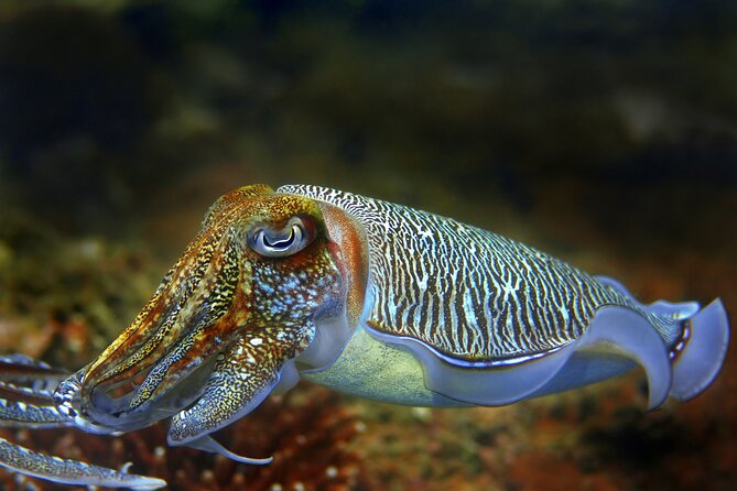Diving day tour with 2 dives - Booking, Weather, and Cancellation Practicalities