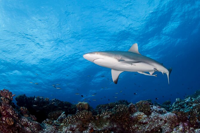 Diving day - The second session brings wrecks and larger scenery