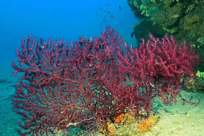 Diving experience in Polignano a Mare with certification - What the staff add to the experience