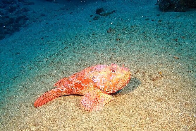 Diving experience in Polignano a Mare with certification - Who will enjoy this most?
