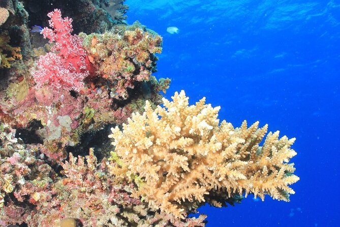 Diving for Beginner Two Dives Boat Trip with transfer in Hurghada - The Instructor Support Makes the Difference