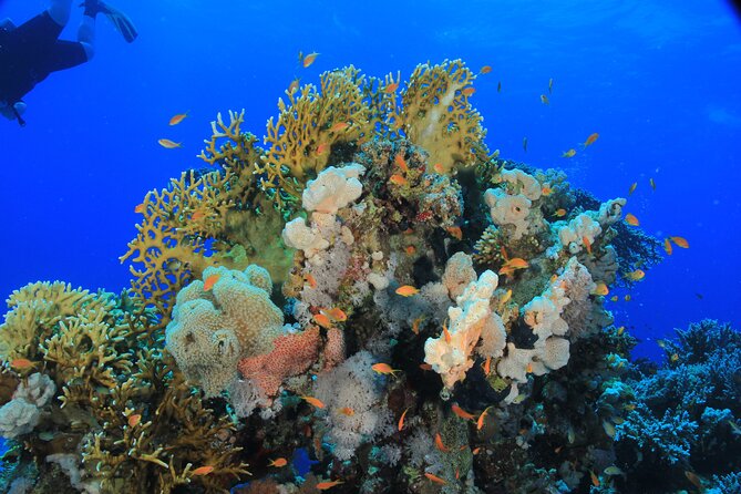 Diving for Beginner Two Dives Boat Trip with transfer in Hurghada - Who Will Like This Trip Most?