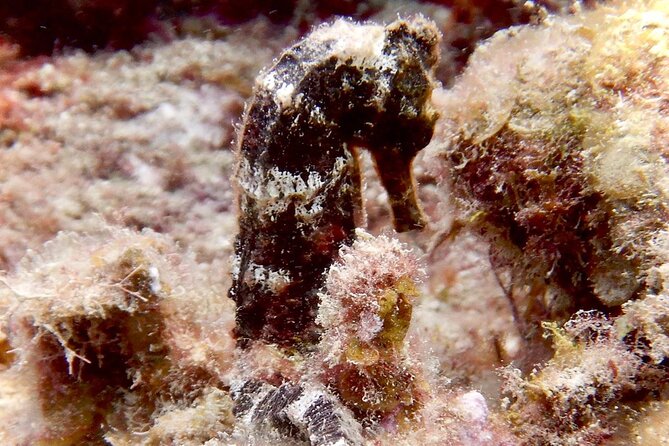 Diving for Certified Divers, 2 Tanks Sosúa Bay - The 8:00 a.m. check-in at Dive Cabarete