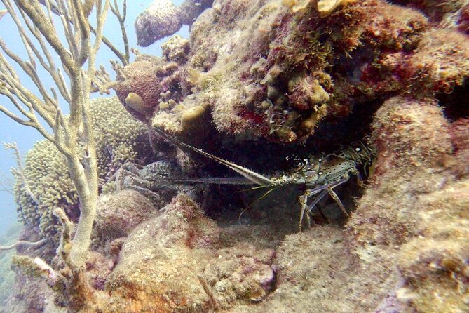 Diving for Certified Divers, 2 Tanks Sosúa Bay - The surface interval: shop or boat