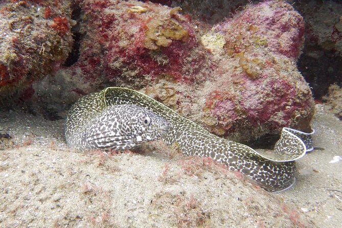 Diving for Certified Divers, 2 Tanks Sosúa Bay - The second session and the value of variety