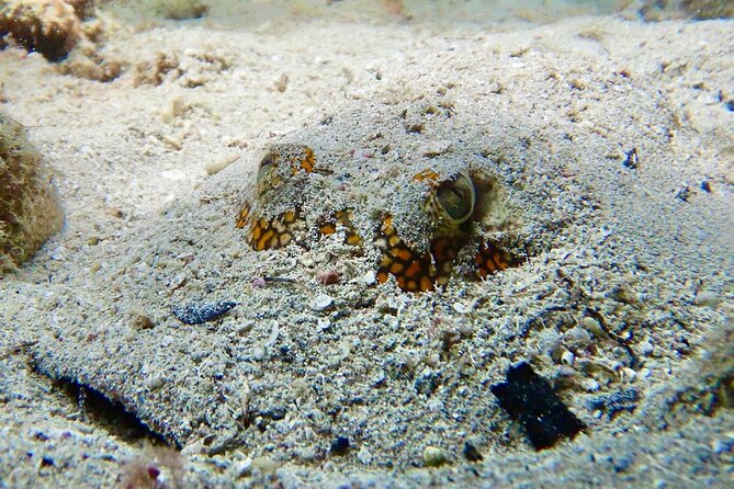 Diving for Certified Divers, 2 Tanks Sosúa Bay - Free underwater photos and videos