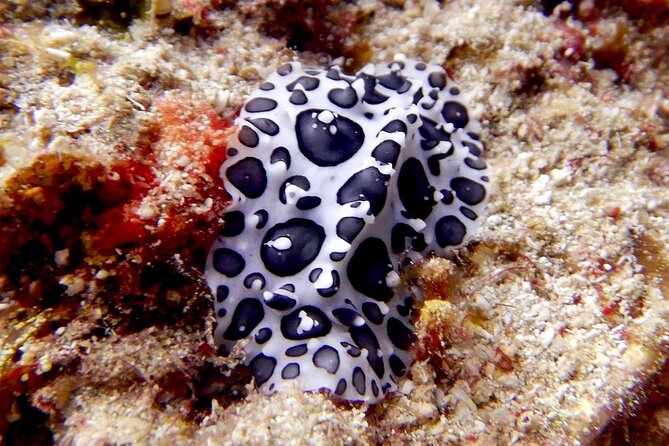 Diving for Certified Divers, 2 Tanks Sosúa Bay - What the $125 price really covers