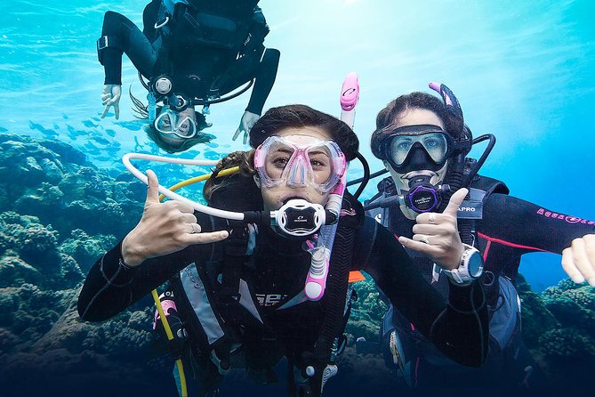 Diving for Certified Divers, 2 Tanks Sosúa Bay - Meeting Captain Domingo aboard Elena