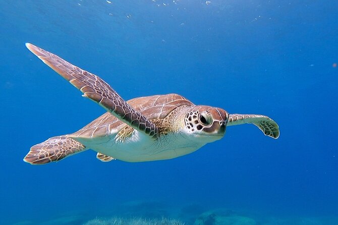 Diving for licensed divers - Key points before you book