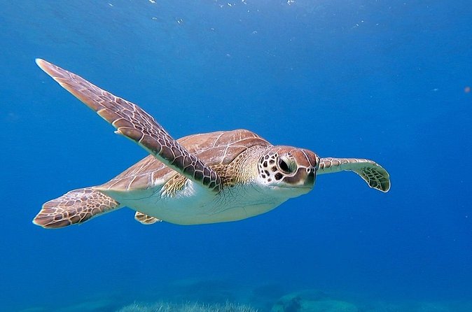 Diving for licensed divers - What the guides add to the experience