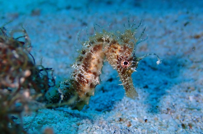 Diving for licensed divers - Equipment, certification, and the missing computer