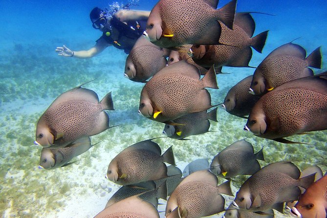 Diving in Cancun for Certified Divers | 2 Dives | All Inclusive - A guide can make the difference underwater