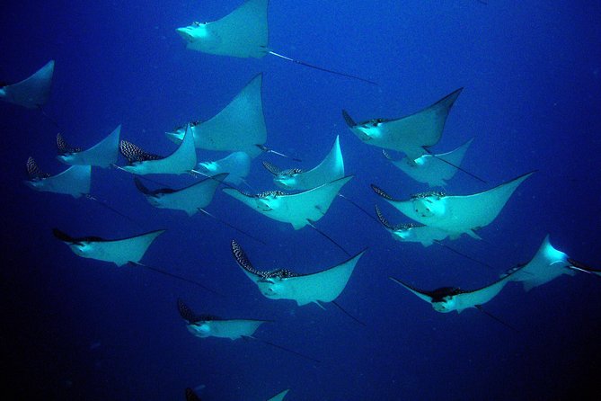 Diving in Cancun for Certified Divers | 2 Dives | All Inclusive - Equipment and what you need to bring