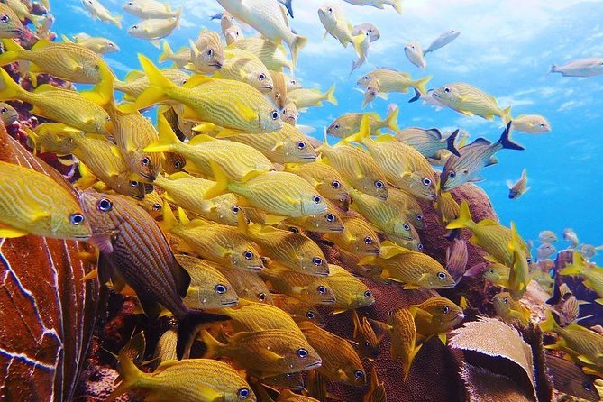 Diving in Cancun Underwater Museum of Art - What the $240 price includes