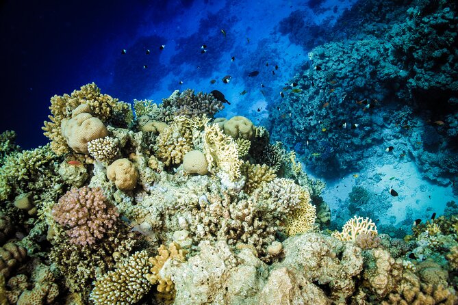 Diving in Hurghada for Beginners With Lunch and Transfer - Eight hours aboard the boat
