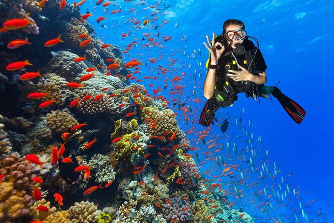 Diving in Hurghada for Beginners With Lunch and Transfer - Lunch and soft drinks between sessions
