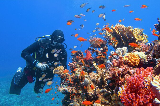 Diving in Hurghada for Beginners With Lunch and Transfer - What the $23.56 price really covers