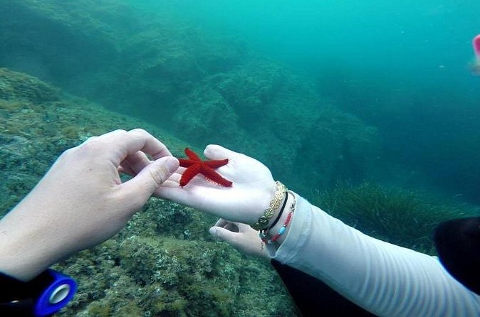 Diving in the Calanque Saint-Barthélemy - What you may see below the surface