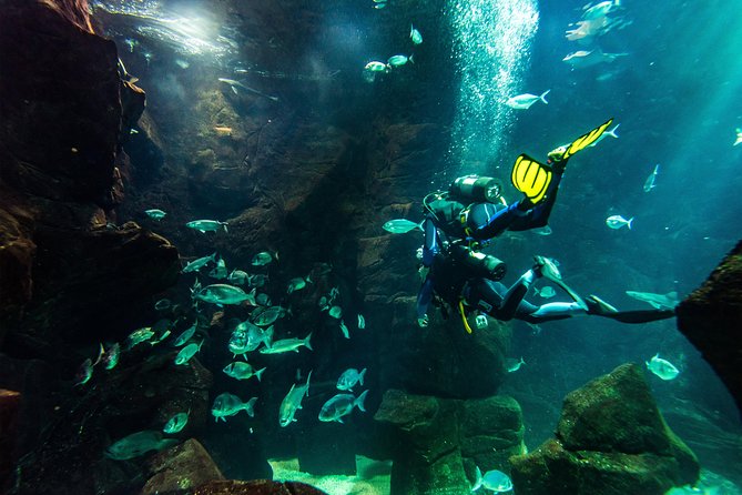 Diving in the Madeira Aquarium - Starting at Aquario da Madeira in Porto Moniz