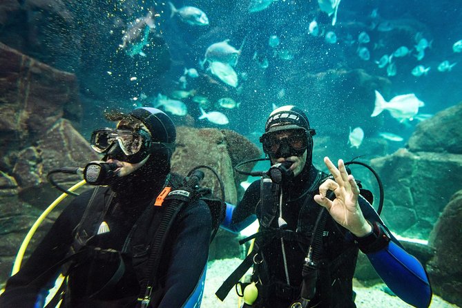 Diving in the Madeira Aquarium - Entering the 6-meter, 500,000-liter main tank