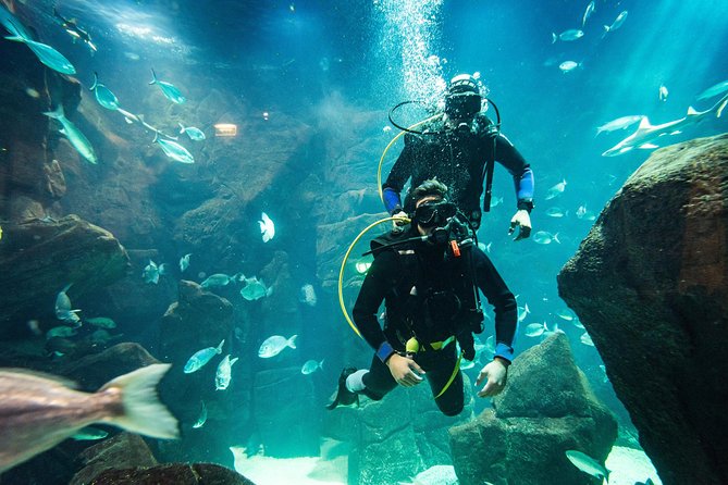 Diving in the Madeira Aquarium - Who will enjoy this most?
