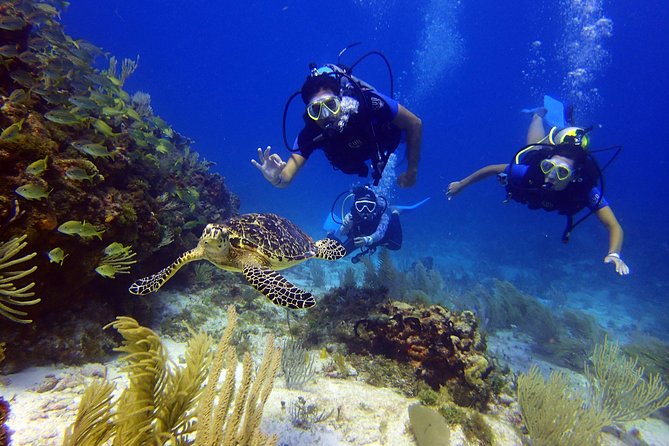 Diving in the Mexican Caribbean for Beginners | 2 Tanks 2 Dives | All Inclusive - Thirty minutes by boat to the first site